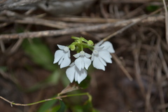 Habenaria plantaginea